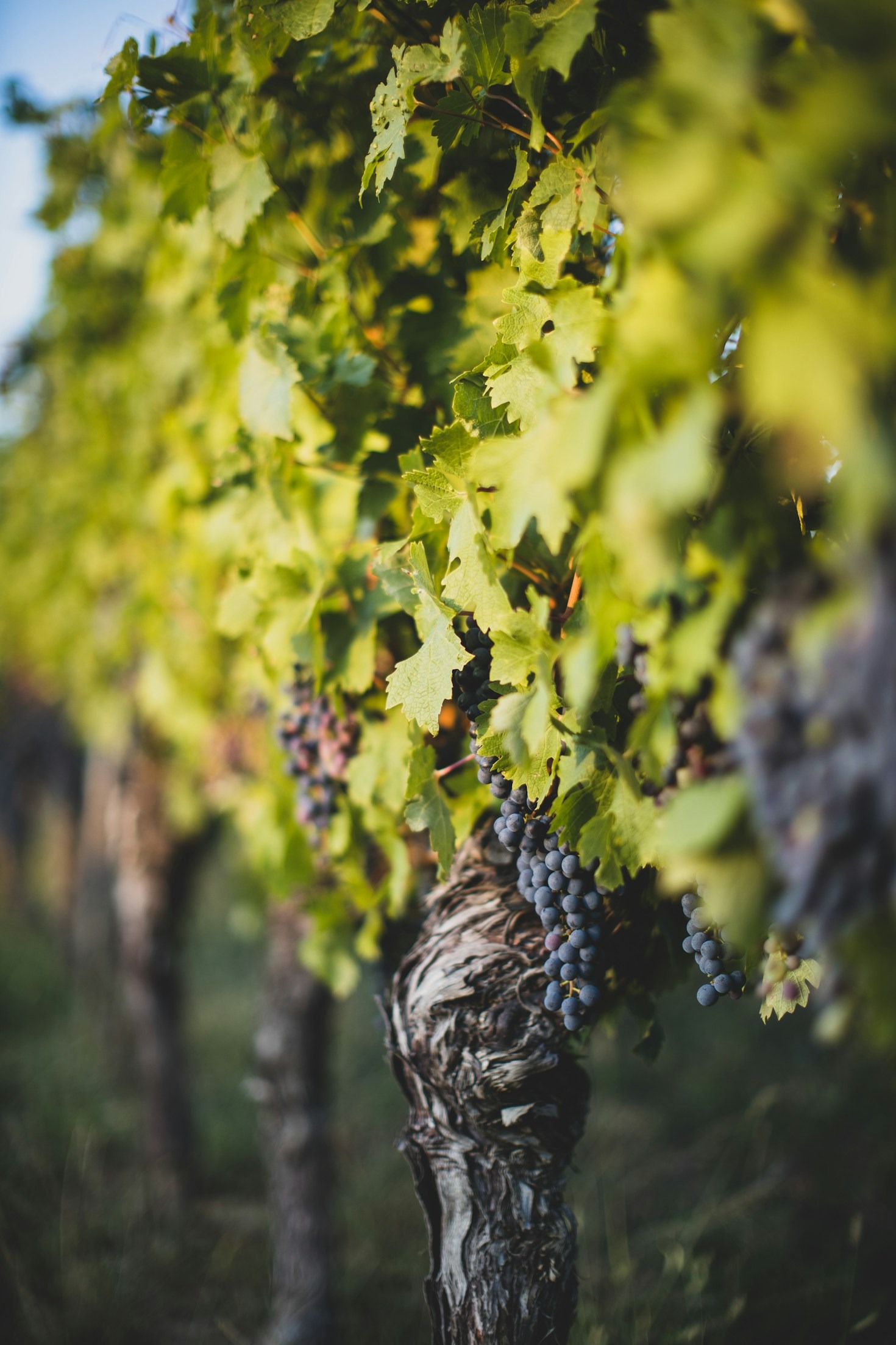 Essential Tips for Marketing Your Winery Globally