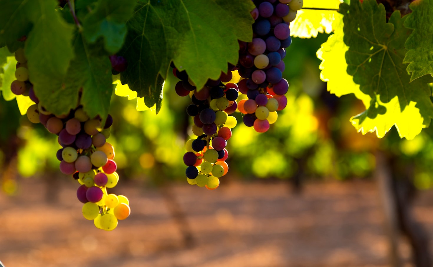 Why Education is Key in the Wine and Spirit Industry